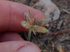 Cyperus rubicundus