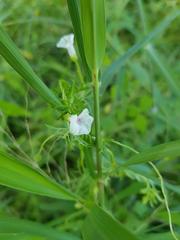 Ipomoea coptica