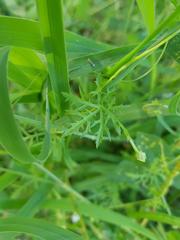 Ipomoea coptica