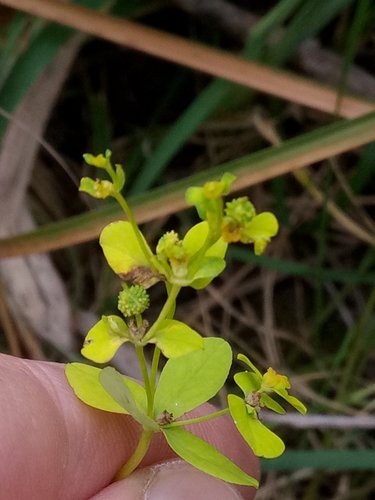 Euphorbia cossoniana image