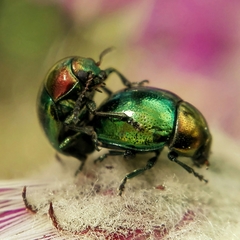 Spintherophyta semiaurata