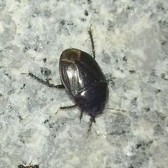 Cydnidae