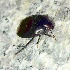 Cydnidae