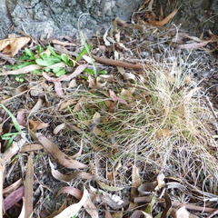 Poa imbecilla