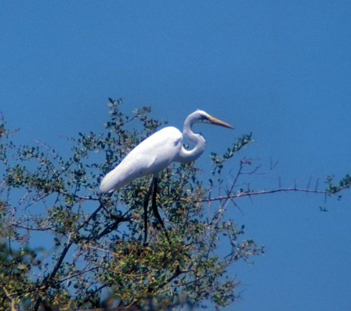 Great Egret