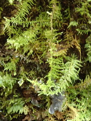 Thuidiopsis