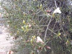 Eremophila polyclada