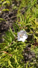 Convolvulus fruticulosus glandulosus