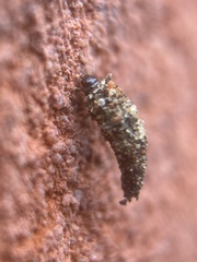 Luffia ferchaultella