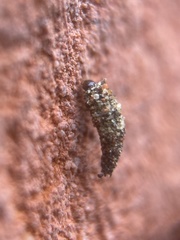 Luffia ferchaultella