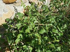 Combretum microphyllum