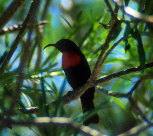 Hunter's Sunbird