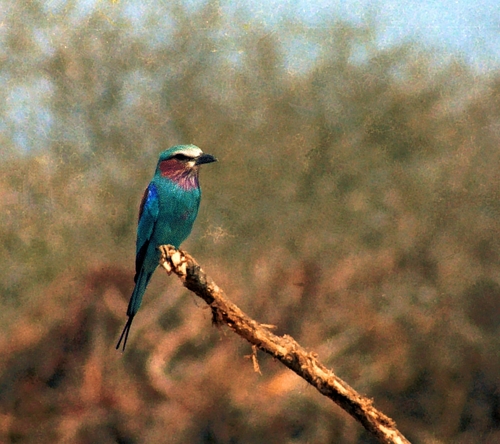 Lilac-breasted Roller