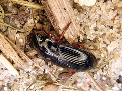 Harpalus laevipes
