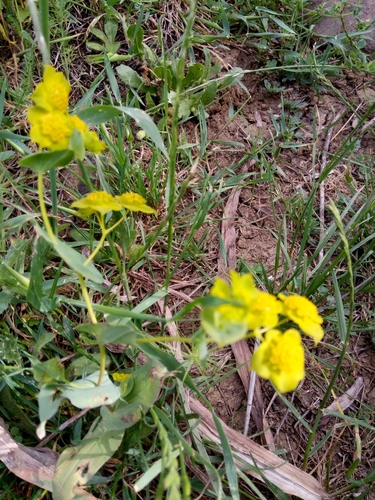 Image of Bupleurum subovatum by (c) Karim Haddad, some rights reserved (CC BY)