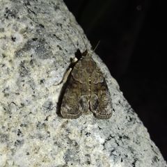 Noctuoidea