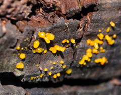 Calocera australis