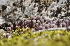 Sedum hispanicum