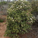 Jade Plant - Photo (c) Adriaan Grobler, some rights reserved (CC BY-NC)