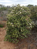Jade Plant - Photo (c) Adriaan Grobler, some rights reserved (CC BY-NC), uploaded by Adriaan Grobler