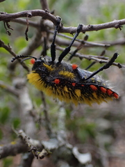 Julodis