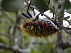 Julodis