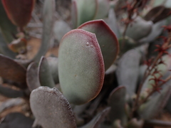 Adromischus sphenophyllus