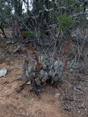 Adromischus sphenophyllus