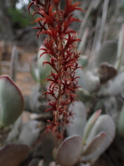 Adromischus sphenophyllus