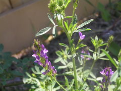 Medicago sativa