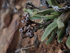 Bergeranthus scapiger