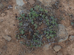 Bergeranthus scapiger