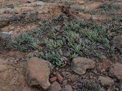 Bergeranthus scapiger