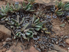 Bergeranthus scapiger