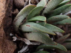 Bergeranthus scapiger