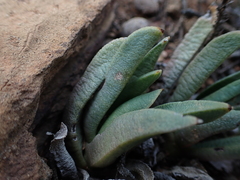 Bergeranthus scapiger