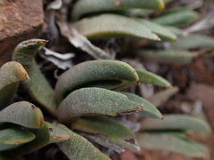 Bergeranthus scapiger