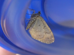 Xanthorhoe ferrugata