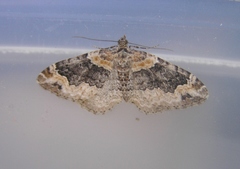 Xanthorhoe ferrugata