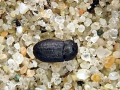 Melanimon tibiale