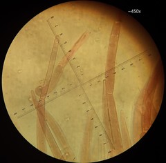 Pluteus microspermus