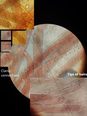 Pluteus microspermus