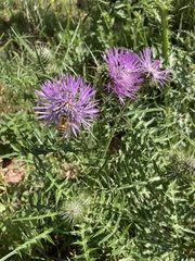 Galactites tomentosus