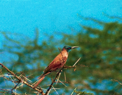 Northern Carmine Bee-eater