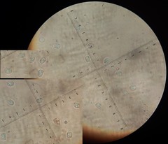 Pluteus microspermus