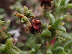 Ruschia uitenhagensis