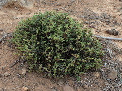 Ruschia uitenhagensis