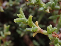 Ruschia uitenhagensis