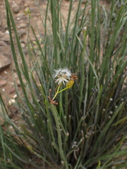 Senecio junceus