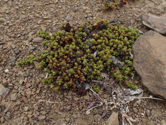 Bergia glomerata